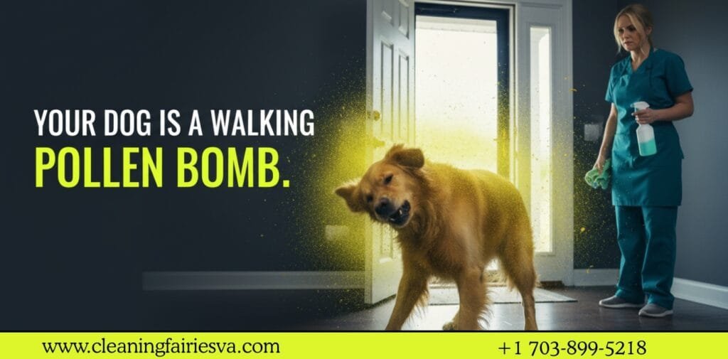 A dog shaking off a massive cloud of outdoor pollen and dust inside a Northern Virginia home's entryway.